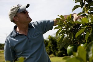 Credit: VSCNews Jonathan Crane, professor of horticultural sciences, inspects an avocado tree at the Tropical Research and Education Center.