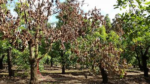 Credit: Paul Kendra Avocado trees infected with laurel wilt disease. Trees can die just six to eight weeks after infection.