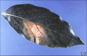 Lace Bug Damage on Avocado Leaf