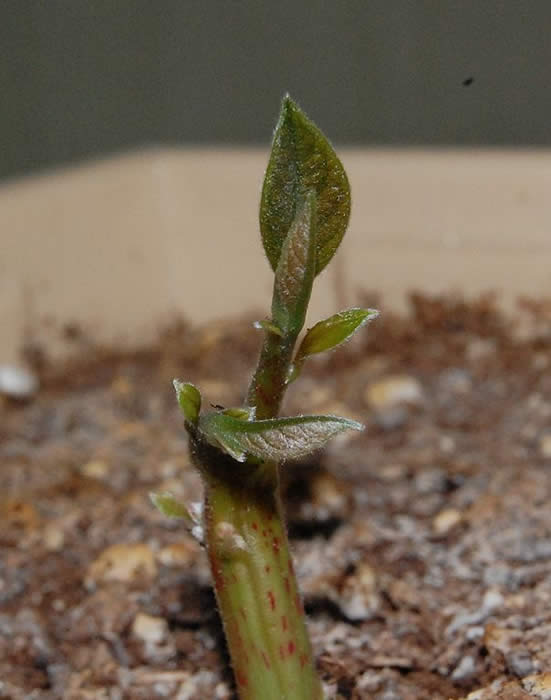 Credit: Ingvar-fed, wikipedia.org Avocado Sprout