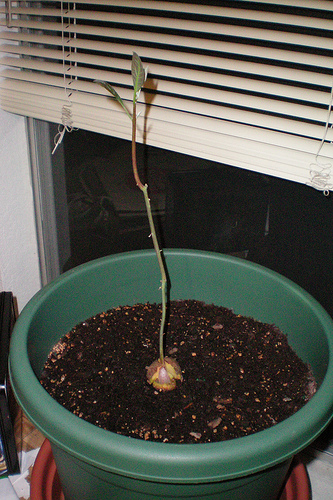 Credit: wikihow.com Avocado Sprouting