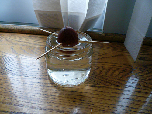 Credit: WikiHow.com Avocado Seed in Water Glass with Toothpicks