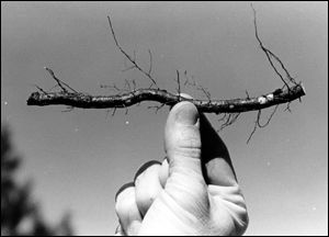 Credit: University of Georgia Cooperative Extension Service Root Cutting