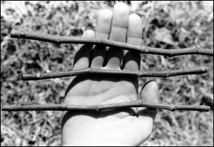 Credit: University of Georgia Cooperative Extension Service Fig Cuttings