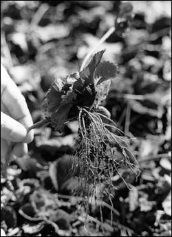 Credit: University of Georgia, Cooperative Extension Service Runner