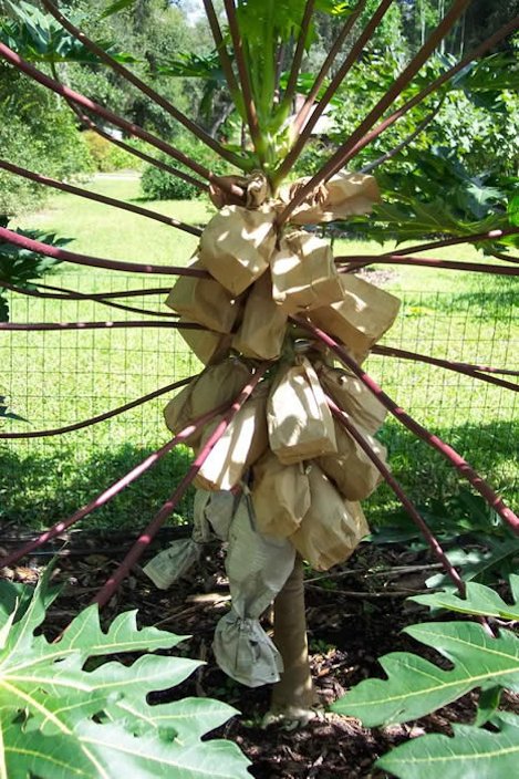 Credit: Christine, GardenWeb Bagged fruit