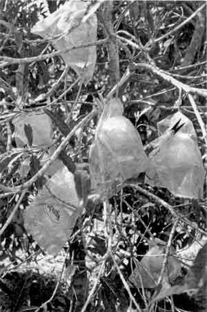 Credit: Christine Gray, Archives of the Rare Fruit Council of Australia The Gray abius ripening in the bag