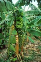 A fruit-bearing parent plant (left) and a ratoon sucker (right)