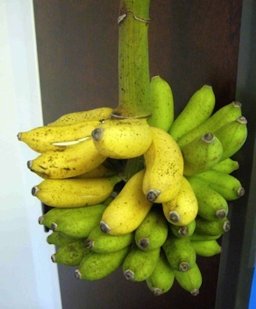 Credit: © Green Deane, Eat The Weeds Home grown banana hand