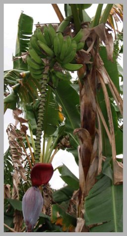 Credit: © Green Deane, Eat The Weeds Banana tree and blossom