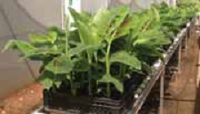 Credit: Lescot Grad 2006 In vitro plants ready for planting.