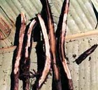 Credit: Biodiversity 2006 Root nematode damage
