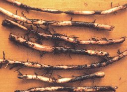 Banana Root Damage Caused by Burrowing Nematode