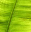 Banana bunchy top disease: Green J-hooks and Morse code in leaf venation