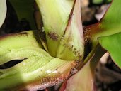 Colony of banana aphids (Pentalonia nigronervosa), vector of banana bunchy top virus (BBTV). They often hide under the banana leaf sheath