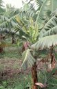 Symptoms of banana bunchy top disease in older banana plant