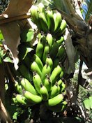 Banana bunch