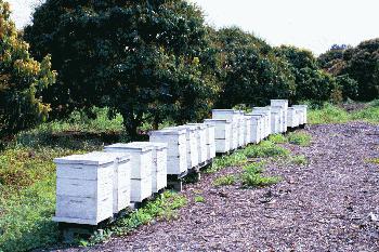 Credit: Bill Mee & Krystal Folino Typical Beehives in a Lychee Grove