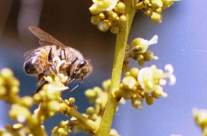 Credit: Bill Mee & Krystal Folino Bee Taking Nectar from the Calyx Gland of a Lychee Female Flower.