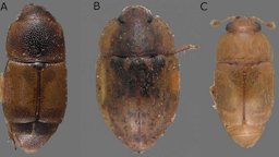 Adults of the three most common sap beetle species in Florida strawberry