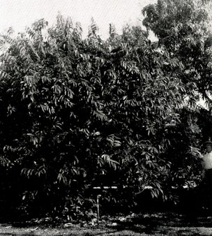 Credit: David Fairchild Tree of Antidesma bunius, on "The Kampong,"