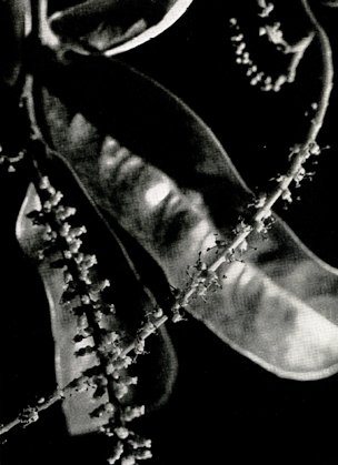 Credit: David Fairchild Unlike most fruit trees, the Antidesma produces male flowers on one tree and female flowers on another.