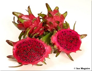 Credit: © Ian Maguire UF/IFAS/TREC 'Bloody Mary'