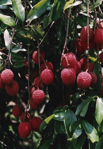 Credit: Bill Mee and Krystal Folino Close-up of Ripe 'Brewster' Lychees