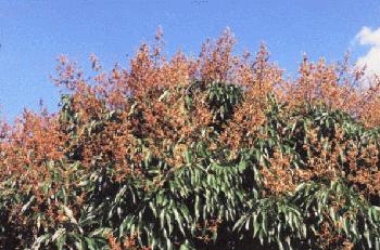 Credit: Bill Mee & Krystal Folino Brewster Tree in Full Bloom