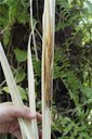 The initial site of infection is on the unopened leaf blade of the spear leaf