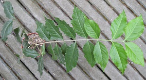 Credit: Arthur Lee Jacobson Bunchosia glandulifera miscalled B. argentea same plant 8 months later, May 30, 2011