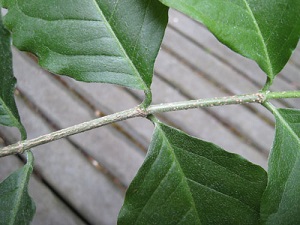 Credit: Arthur Lee Jacobson Bunchosia glandulifera miscalled B. argentea. Close up of stem and leaf hairs