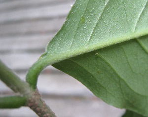 Credit: Arthur Lee Jacobson Bunchosia glandulifera miscalled B. argentea. Close up of glands on leaf underside