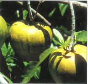 Credit: fairchildgarden.org Canistel fruit