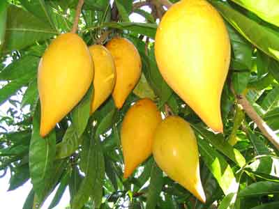 Credit: Chester Dott, Archives of the Rare Fruit Growers of Australia Egg Fruit