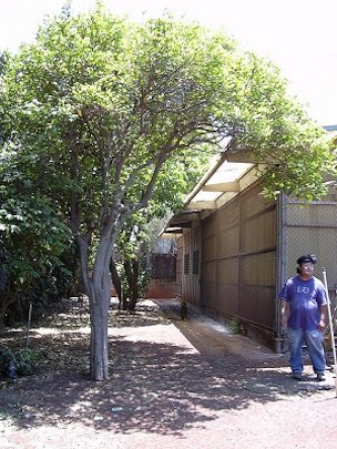 Credit: Forest and Kim Starr Habit at State nursery Kahului, Hawaii