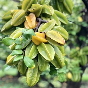 Credit: Ariel Freidenreich, VSCNews Carambola fruit is commonly called star fruit in the United States.