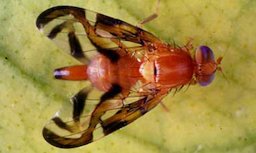 Caribbean Fruit Fly
