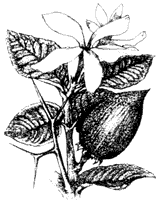 Credit: Johns, Leslie and Stevenson, Violet. Illustration from Complete Book of Fruit Carissa