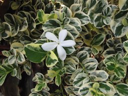 Carissa macrocarpa (Natal plum). Flower and variegated leaves.Iao Tropical Gardens of Maui, Maui, Hawaii