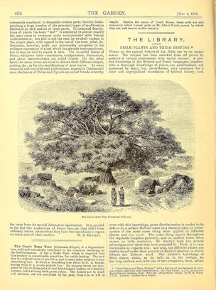 Ceratonia siliqua