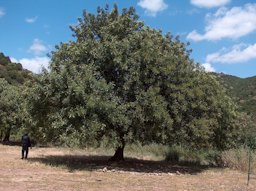 A large carob tree in Sardinia, Italy