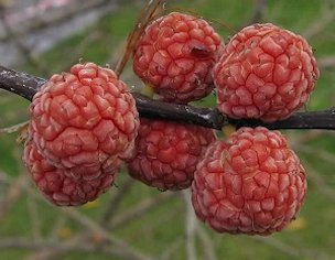 Credit: © Michale Kesl Che berries are related to mulberries