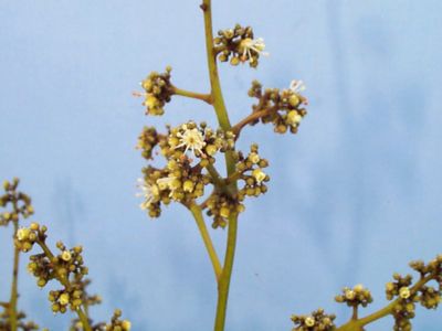 Credit: Ian Maguire - Tropical Fruit Photography, TREC Male Mauritius Flowers in Full Bloom with Ripe Pollen.