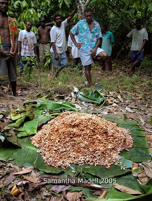 Credit: © Samantha Madell, tava.com.au.blog The men of Olboe village in Vanuatu, standing around a heap of cocoa beans which are fermenting on the forest floor