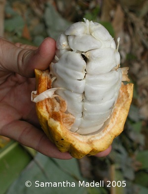 Credit: © Samantha Madell, tava.com.au.blog Freshly harvested cocoa pod
