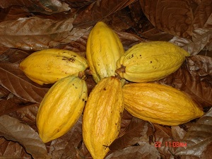Credit: N. Ledesma, curator of Tropical Fruit at Fairchild Tropical Botanic Garden Cacao fruit