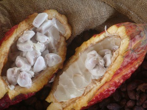 Credit: N. Ledesma, curator of Tropical Fruit at Fairchild Tropical Botanic Garden Opened fruit