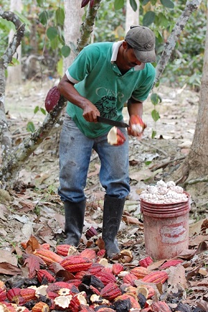 Credit: N. Ledesma, curator of Tropical Fruit at Fairchild Tropical Botanic Garden Cacao worker