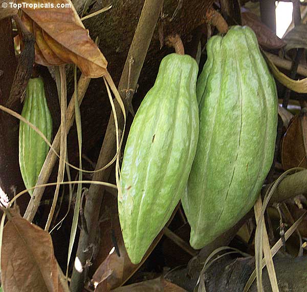 Immature Pods